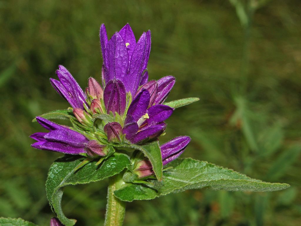 Campanula glomerata / Campanula agglomerata